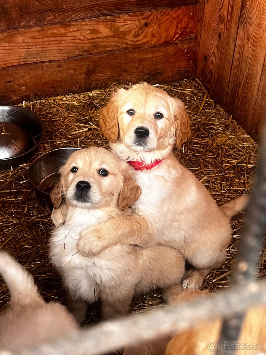 Zlatý retriver šteniatka - 3