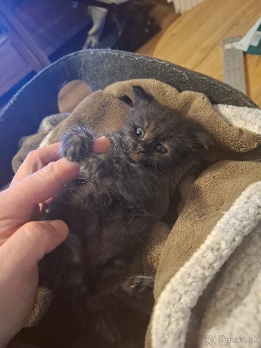 Darujem mačiatko - 3