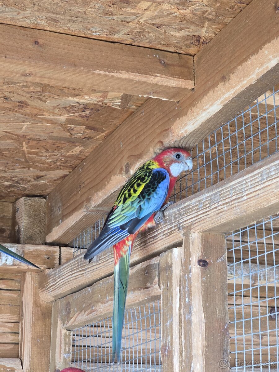 Rozela / rozela pestrá - 3