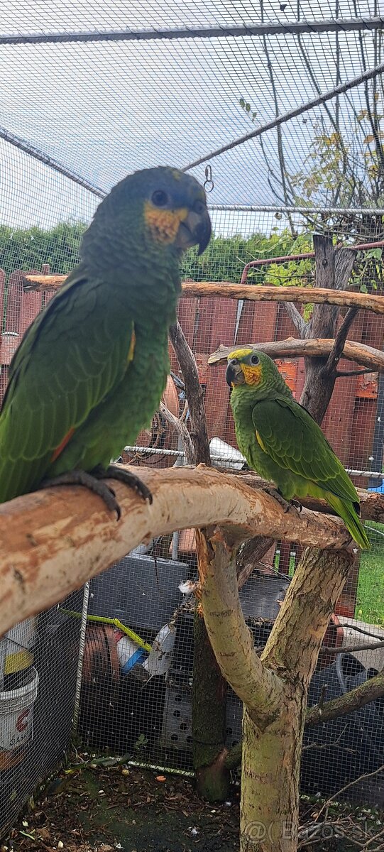 Predám samcov amazonana venezuelskeho - 3