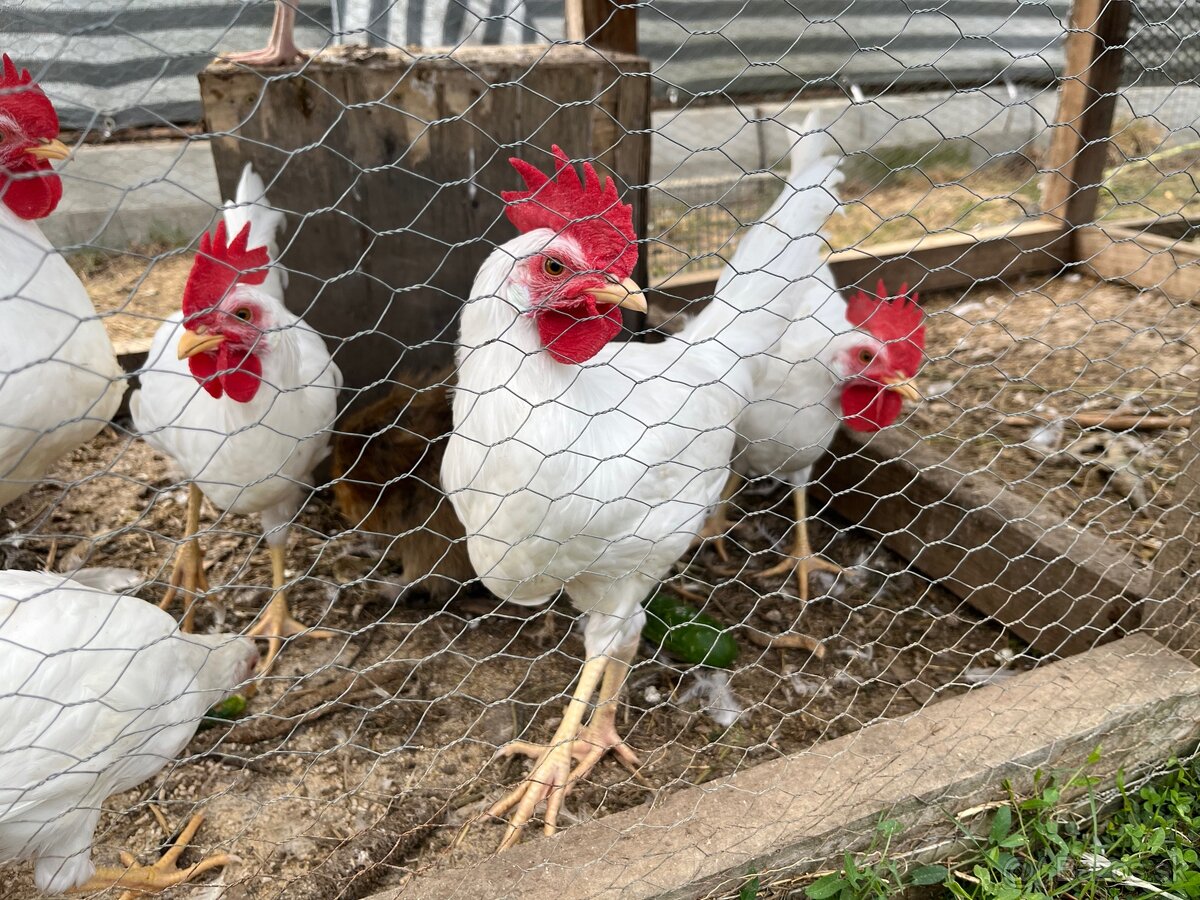 Mlady leghorn kohut - 3