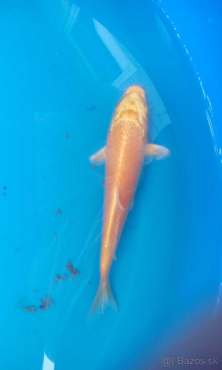 Ponukam jazierkove rybky, koi kapre, filtračné rastliny - 3