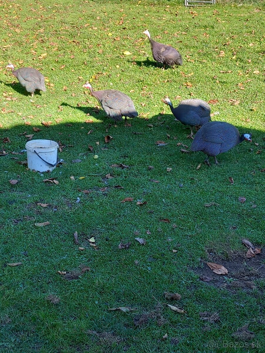 Perlicky, perlička - 3