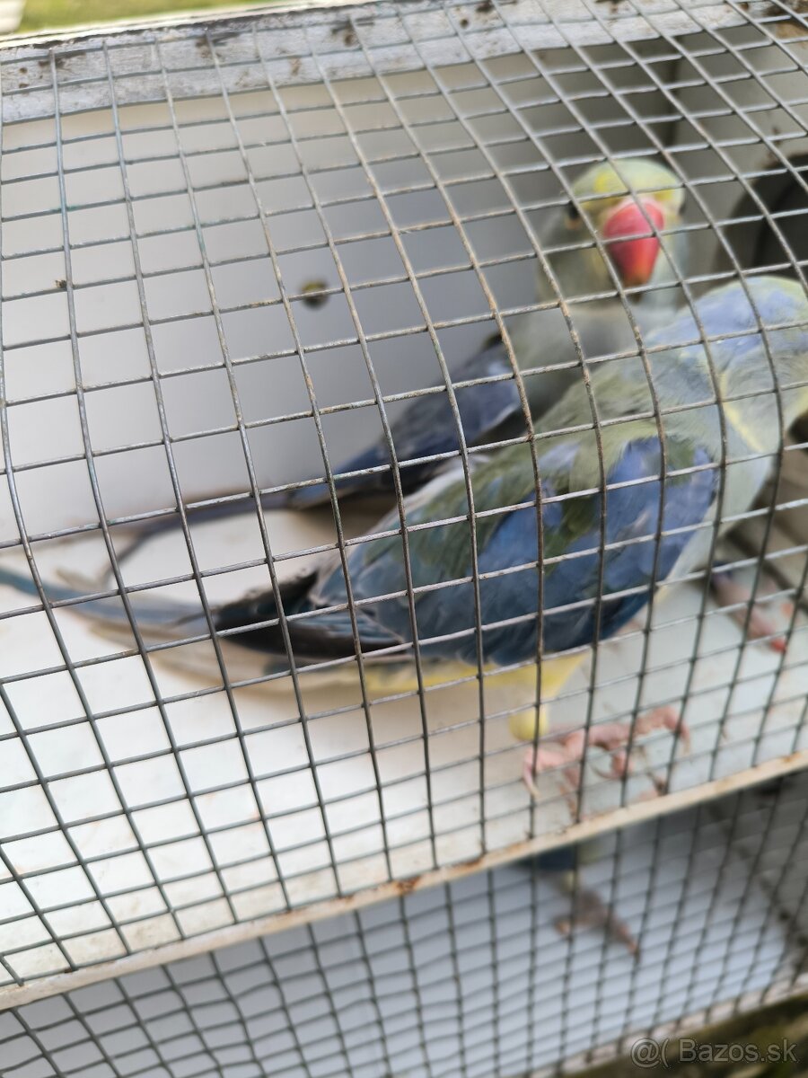 Predám papagáje - 3