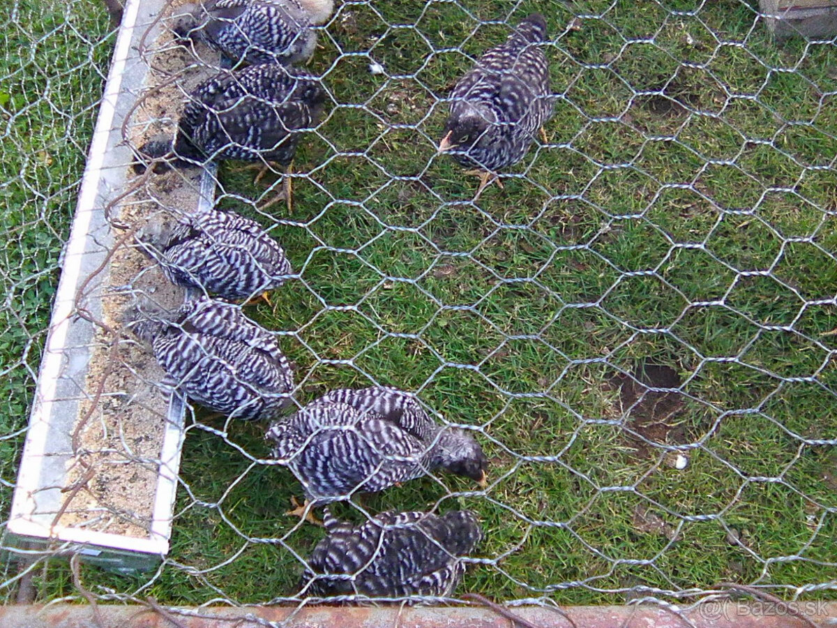 Kurčatá Amroks - 3
