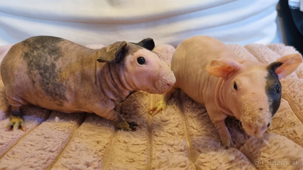 Skinny Morčatá - 3