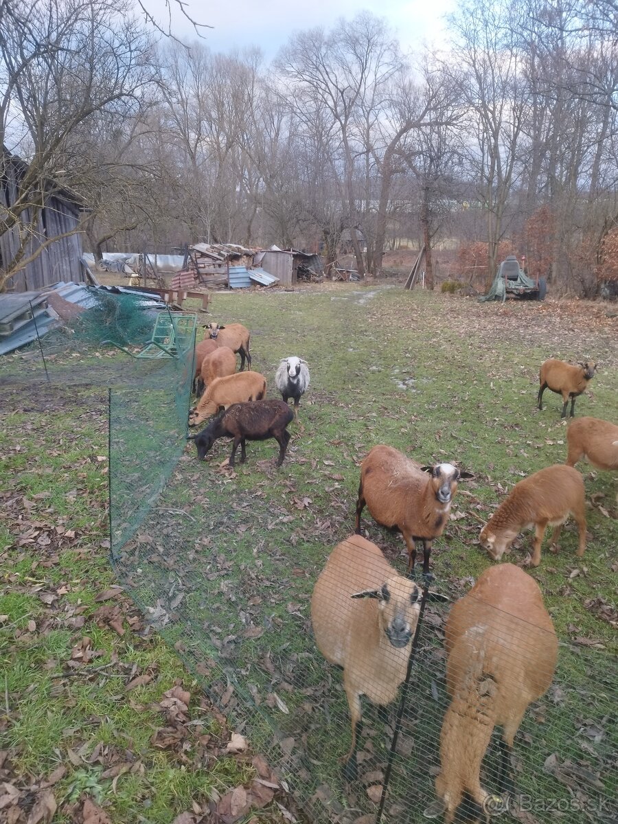 Kamerunské ovce - 3