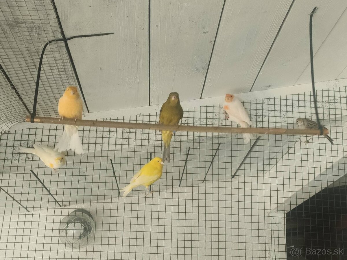 Kanariky - 3