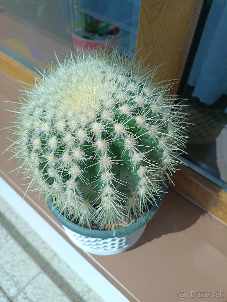 Echinocactus Grusonii - kaktus - 3