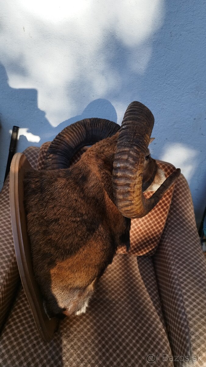 Predám preparát zlatého muflona. Parožie zhody trofeje. - 3
