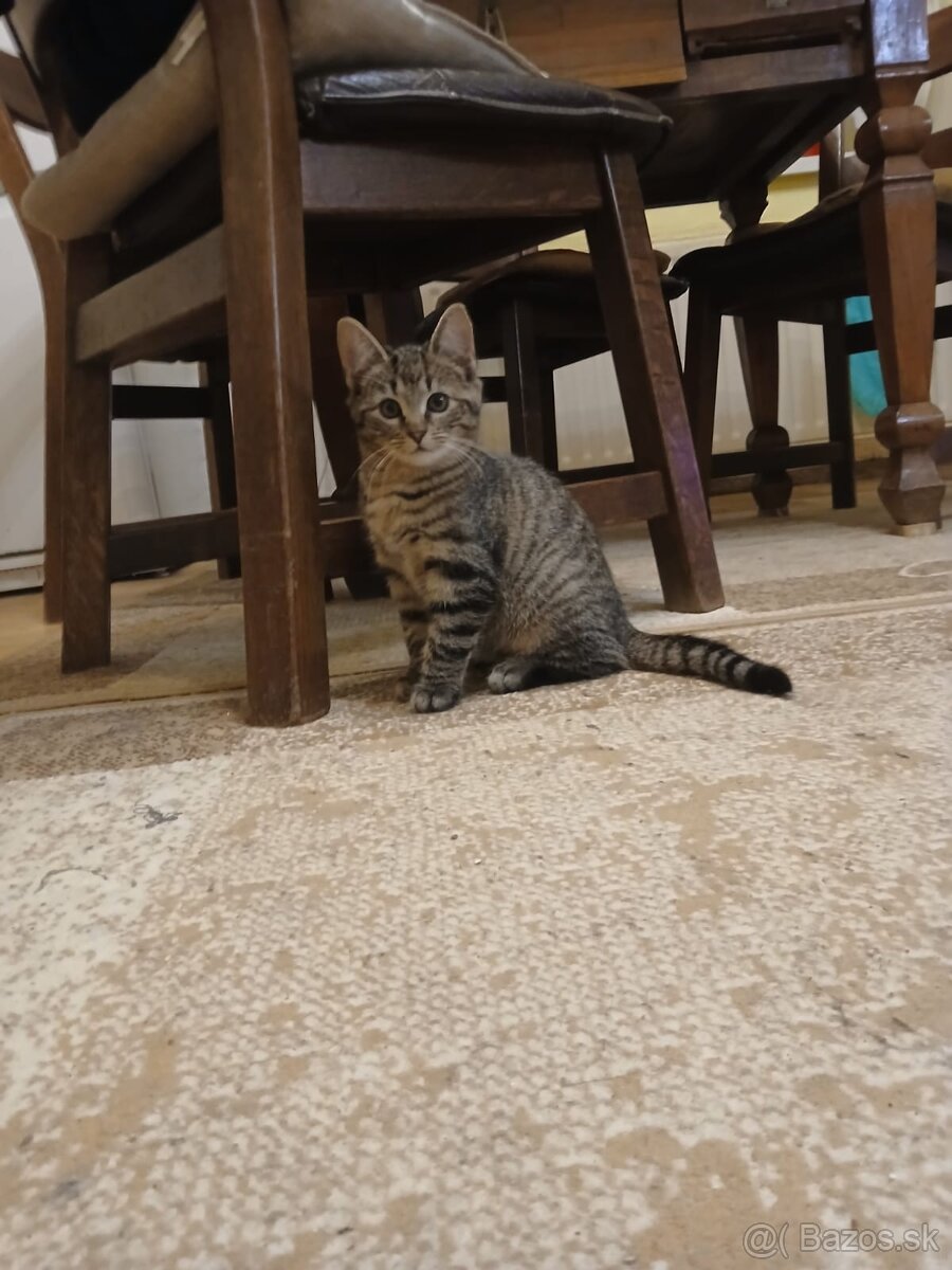 Darujem mačiatko - 3