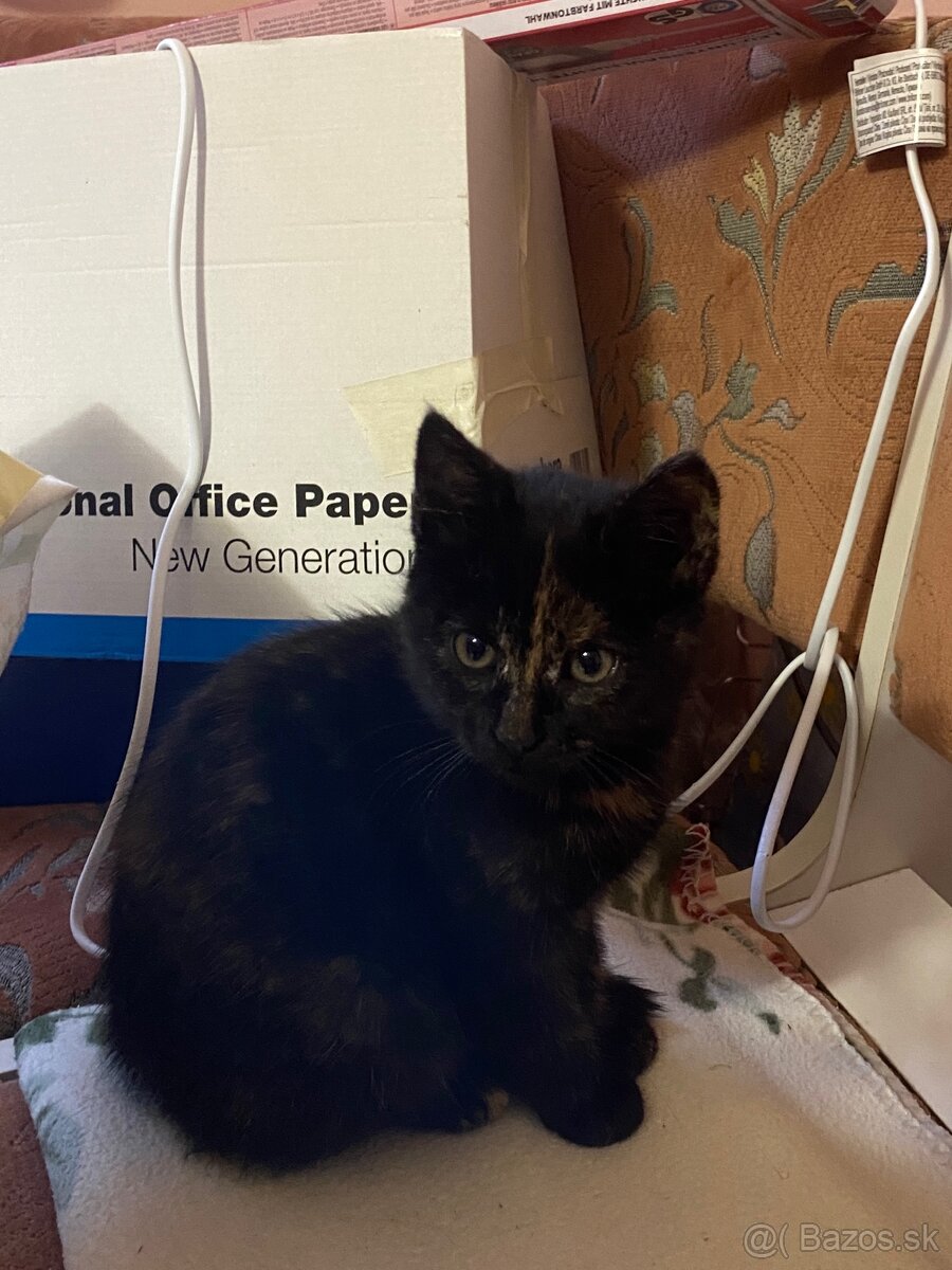 DARUJEM Mačiatko - 3