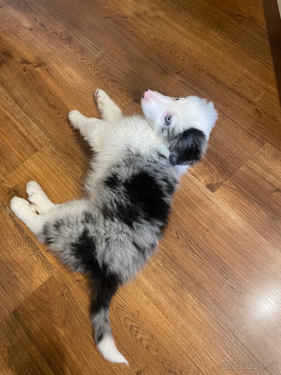 Border kólia šteniatko - 3