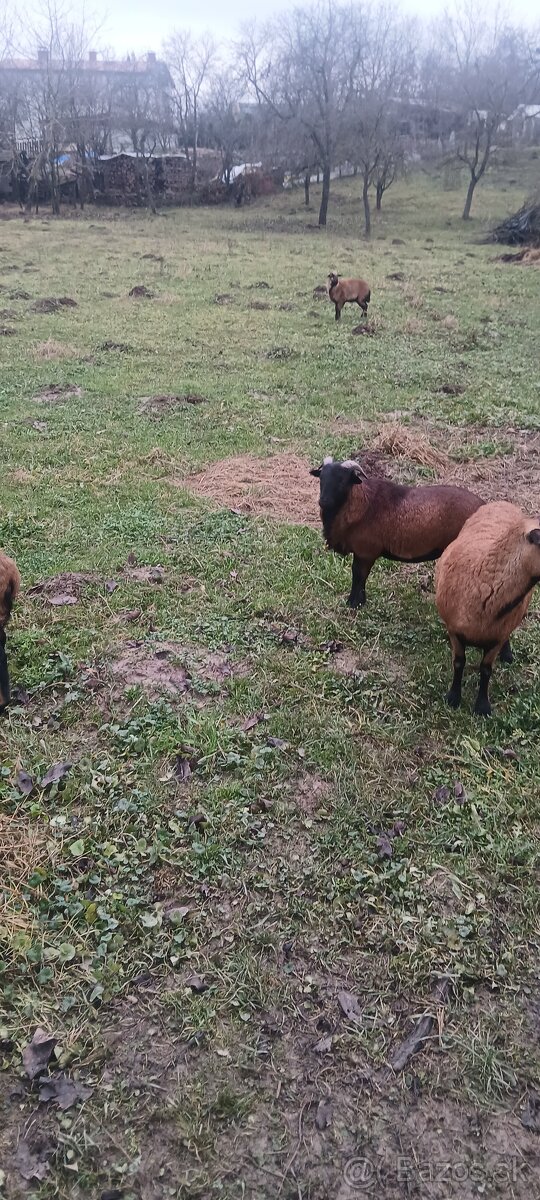 Predám kamerunske ovce - 3