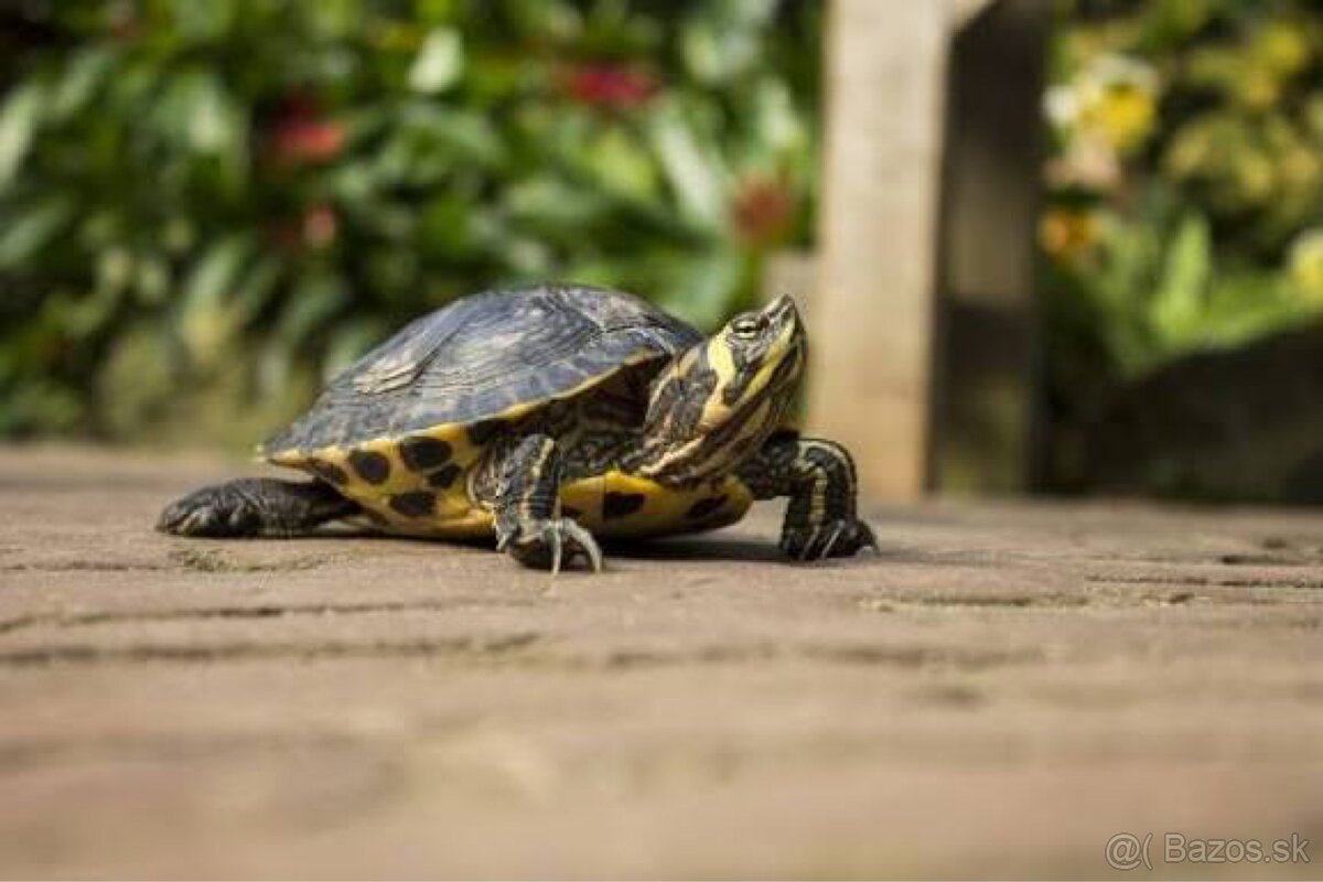 Korytnačka vodná - 3