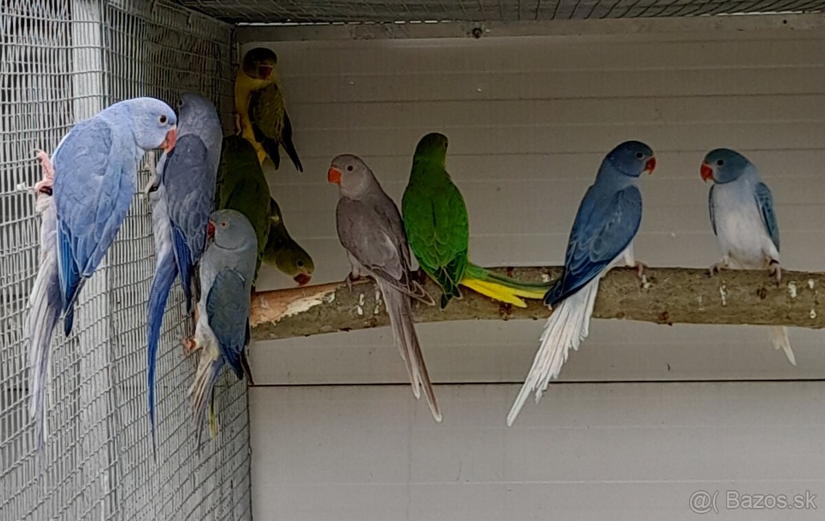 Alexander malý šedý misty - 3