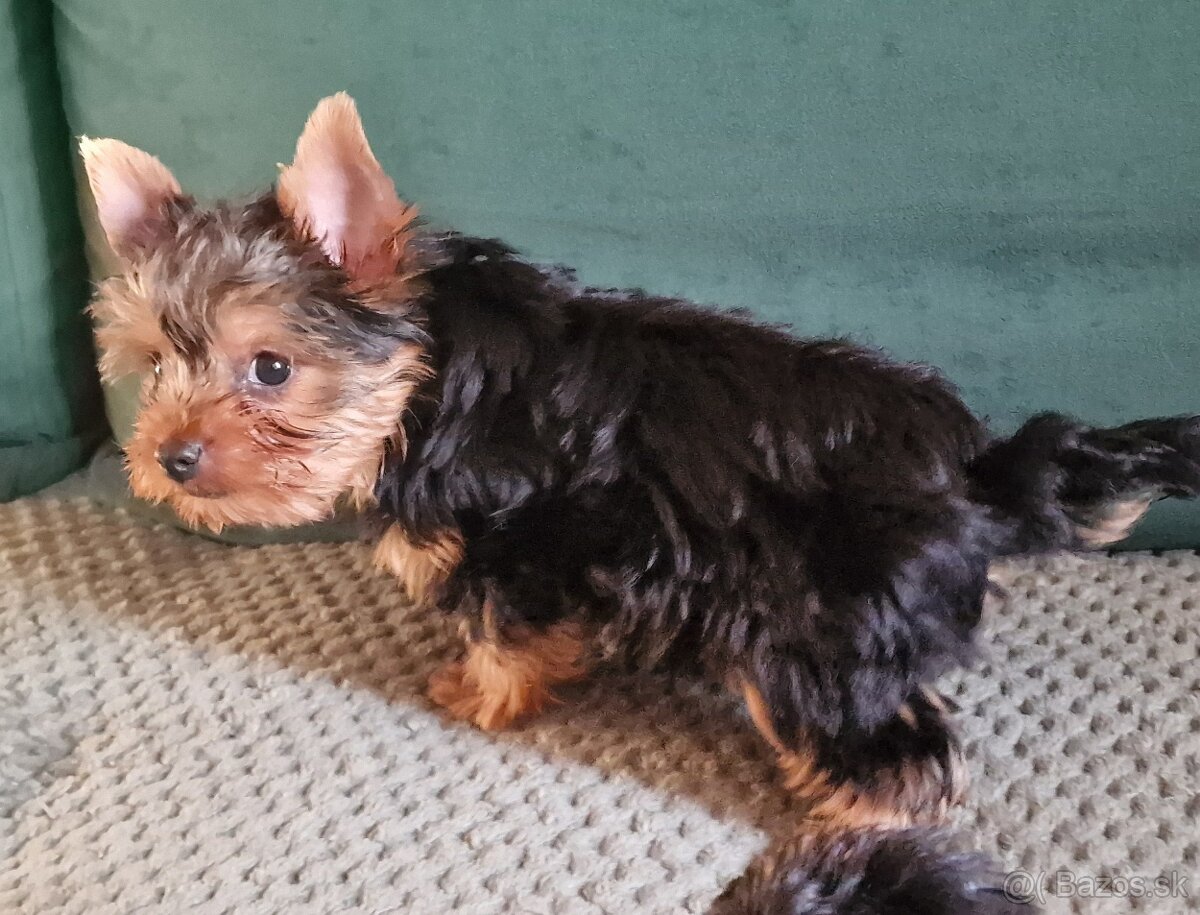 yorkshírsky terrier - 3
