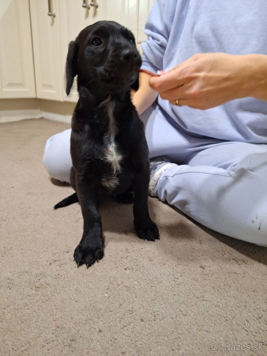 Darujeme šteniatka - 3