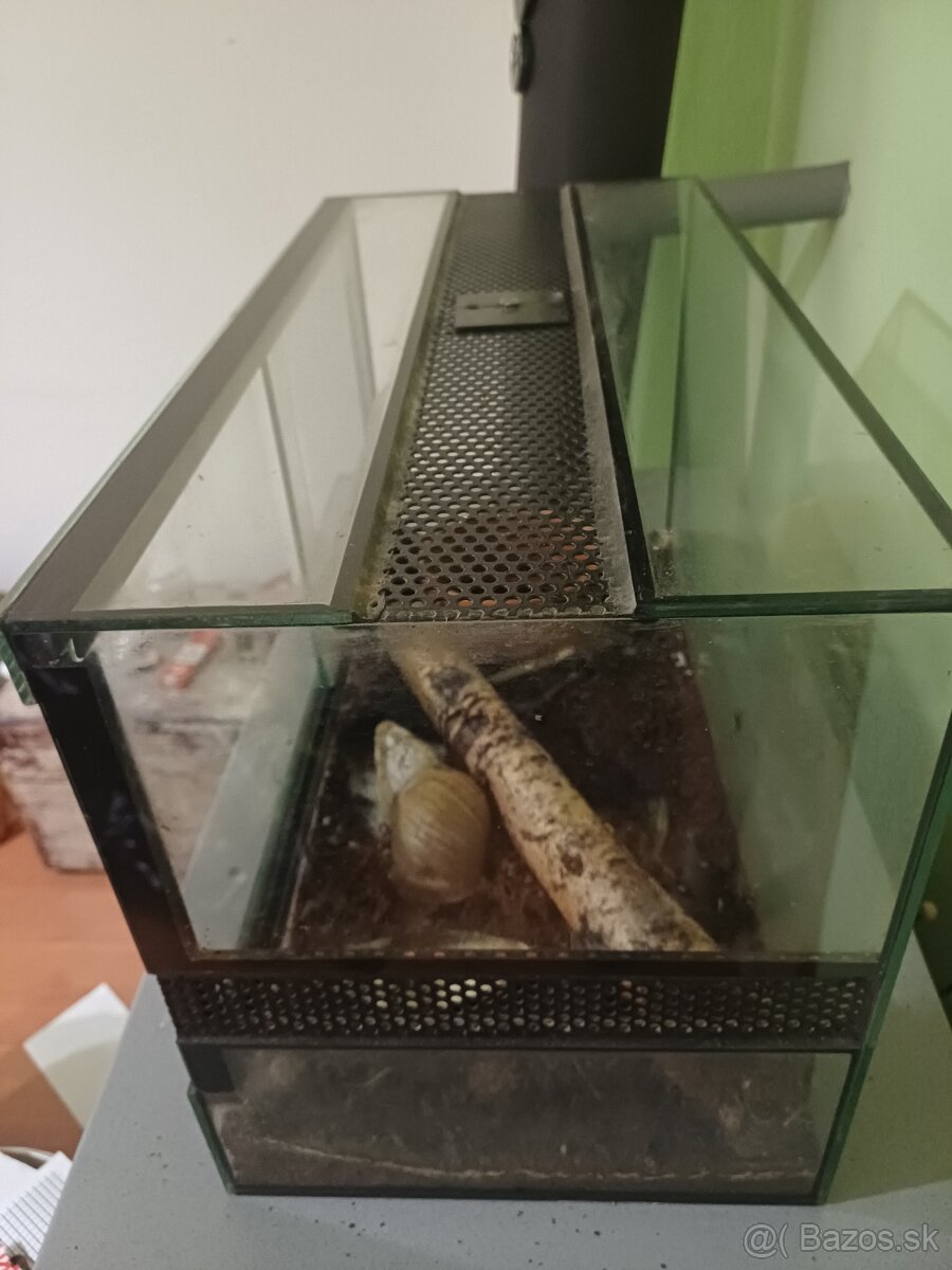 Africký slimák spolu s teráriom - 3