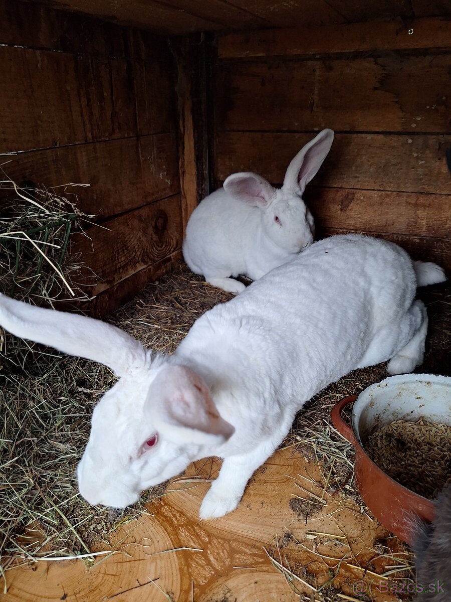 Predám krásne králiky . - 3