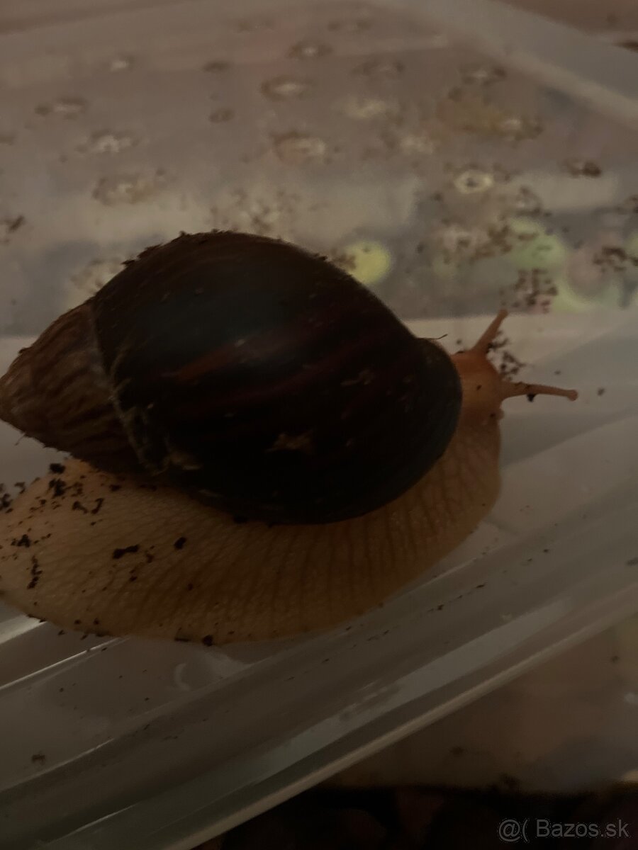 Slimák africký - 3
