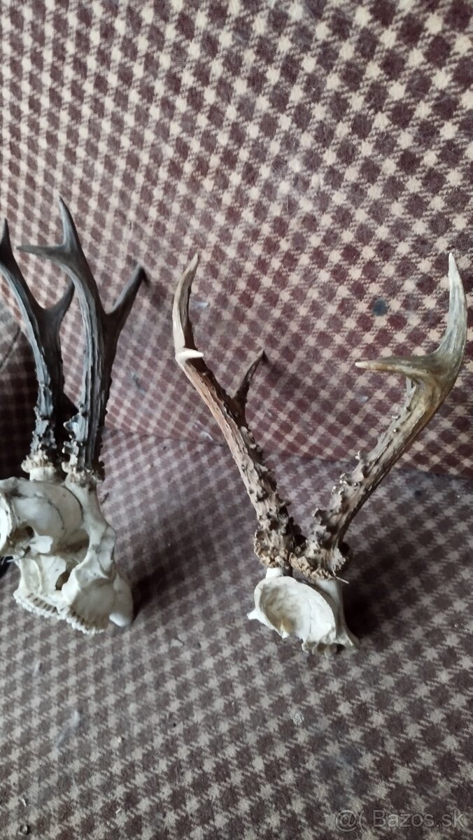 Predám srnčie trofeje parožie, zhody, srnčie. - 3