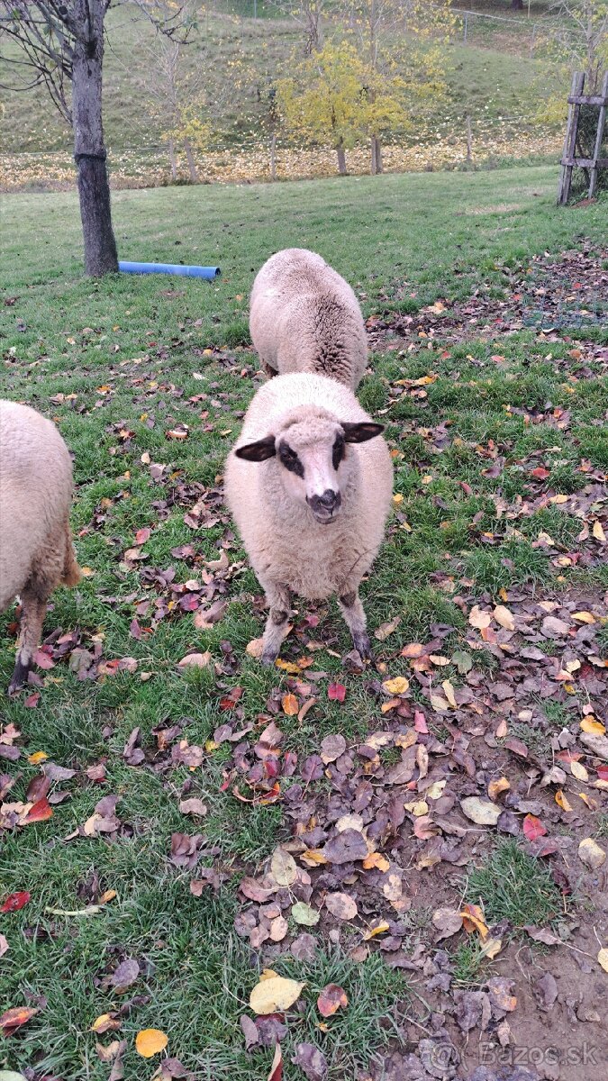 Predám jahnicky - 3