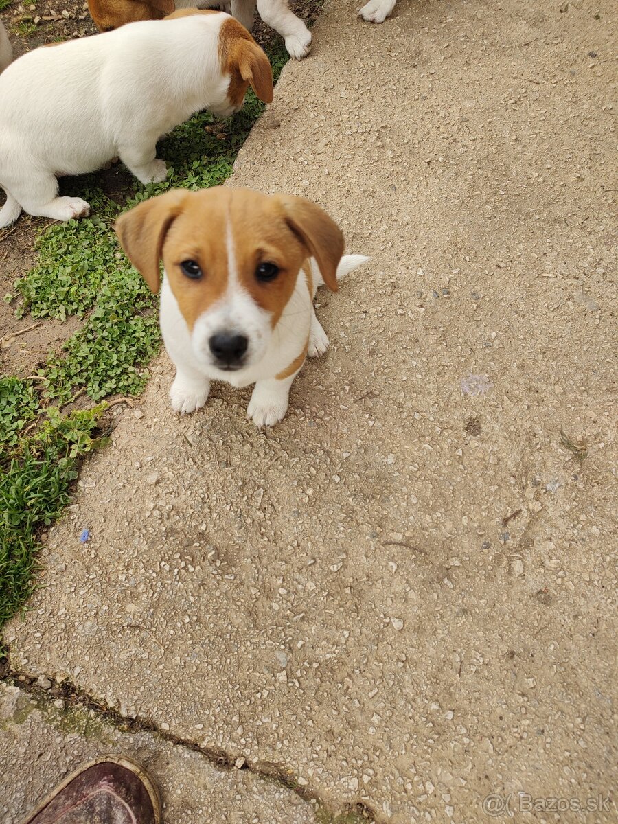 predám Jacky Russel Terier - 3