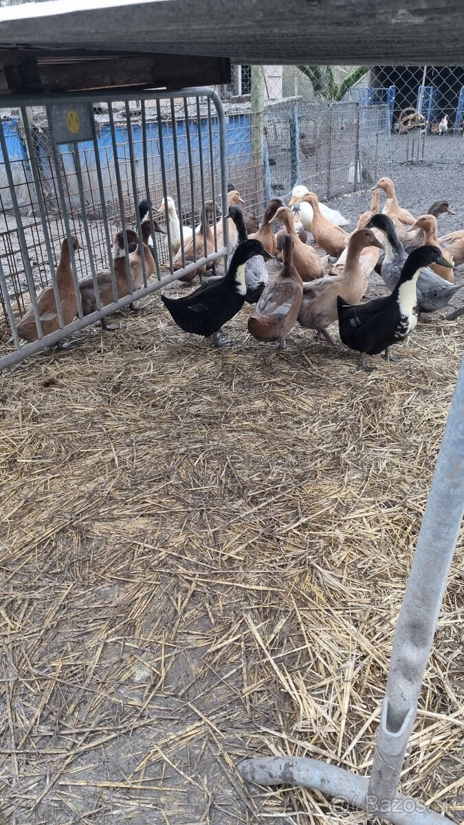 Predám živé kačice - 3