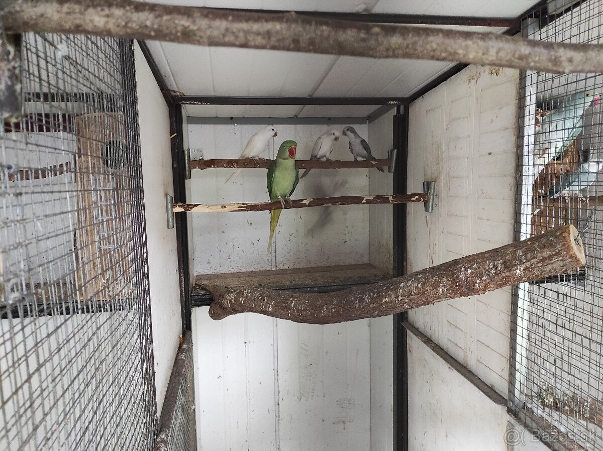 Alexander velký - 3