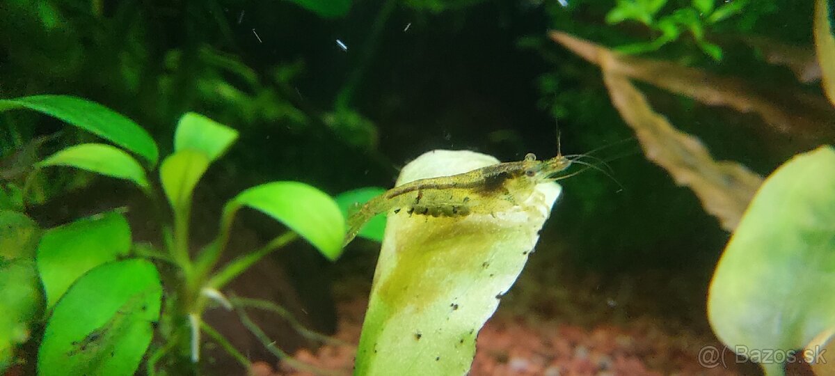 Krevety Neocaridina 0,4€ / kus - 3