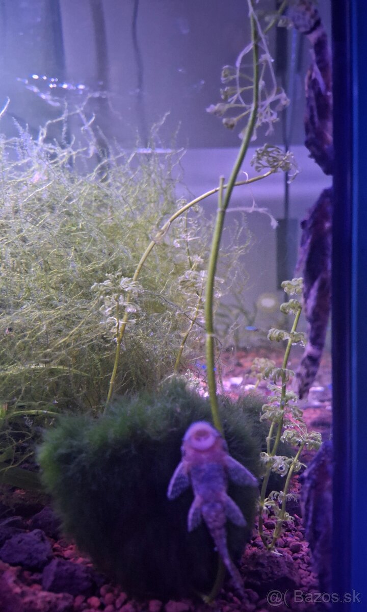 Prísavník obyčajný 5-7cm - 3