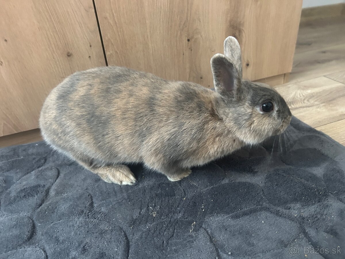 Darujem samicu kralika - 3