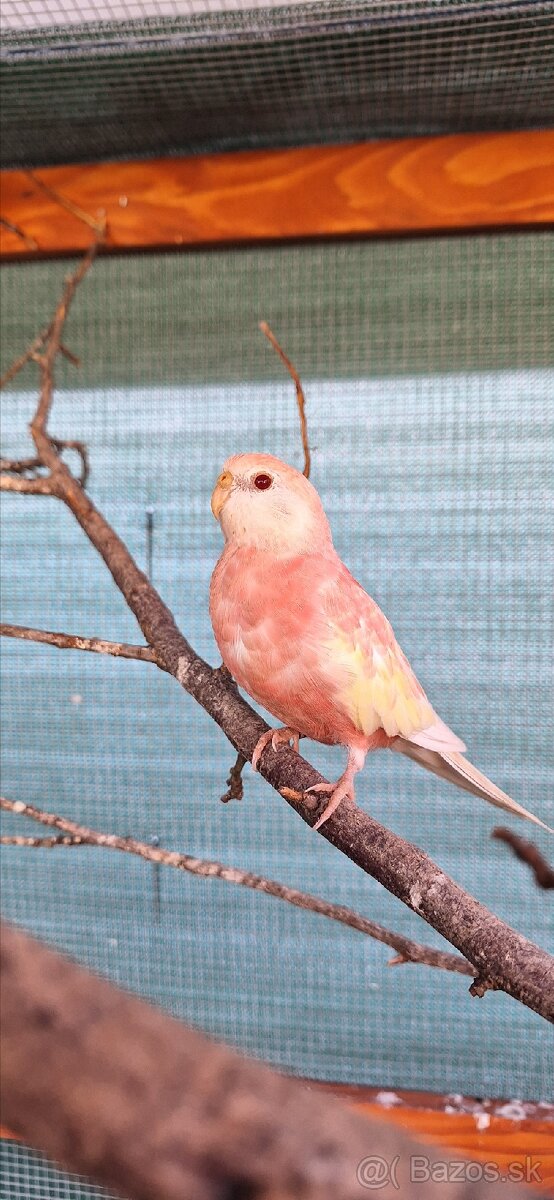 Neofema Bourkova Rubino - 3