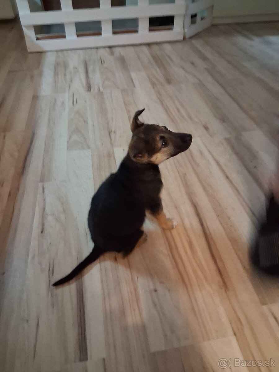 Predám za symbolickú cenu - 3