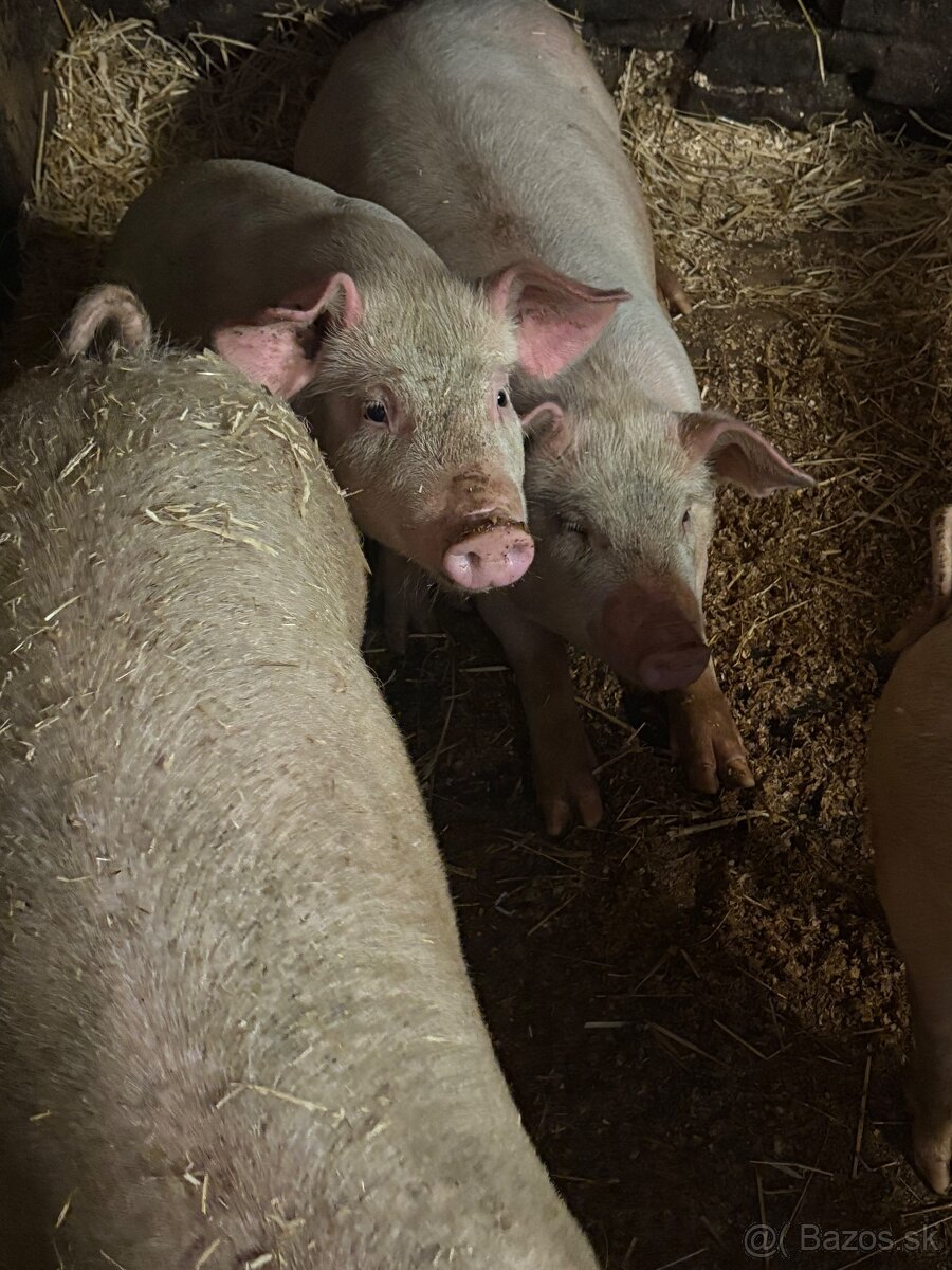 Predám prasiatka 50-60 kg - 3
