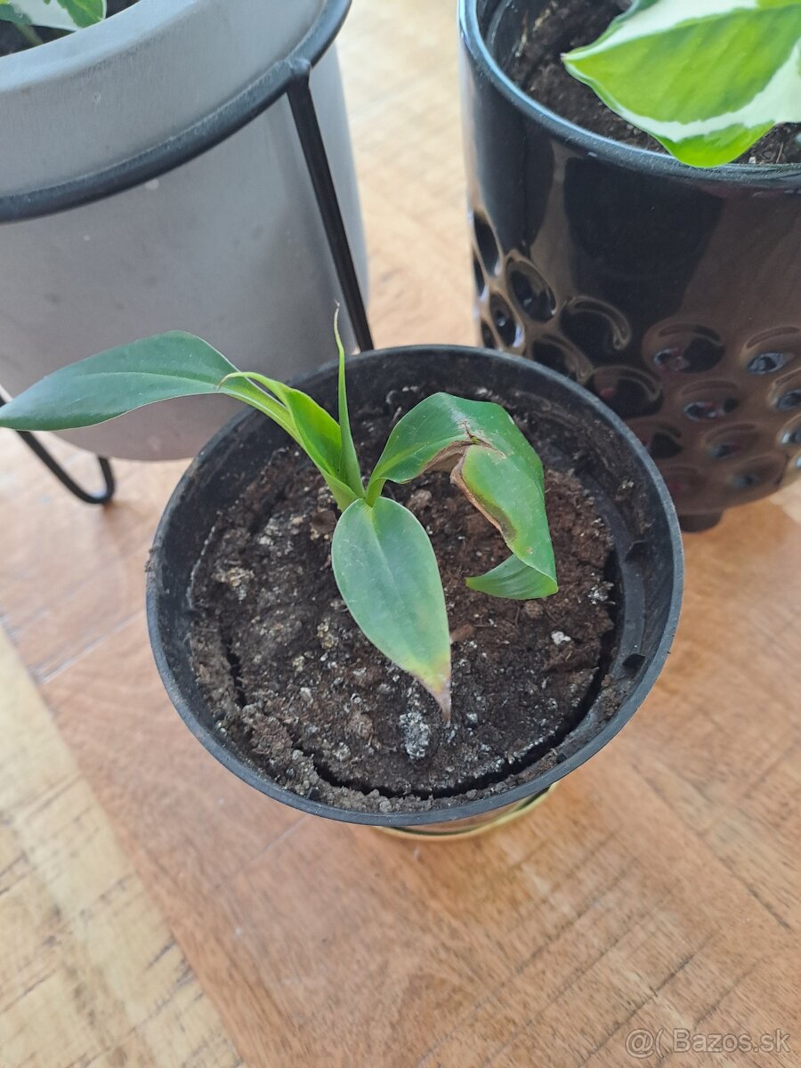 Izbové rastliny, sadeničky - 3