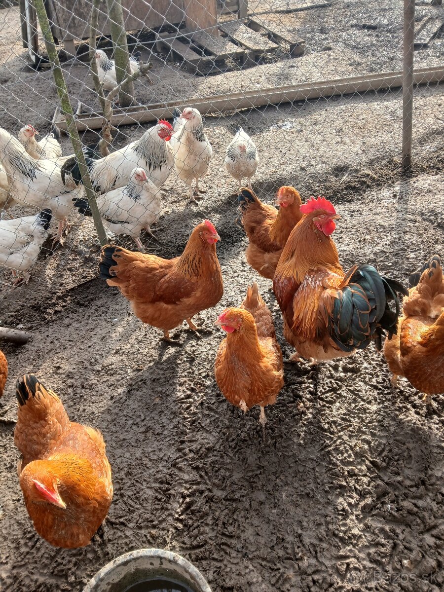 Predám nasadove vajcia Hempsir - 3