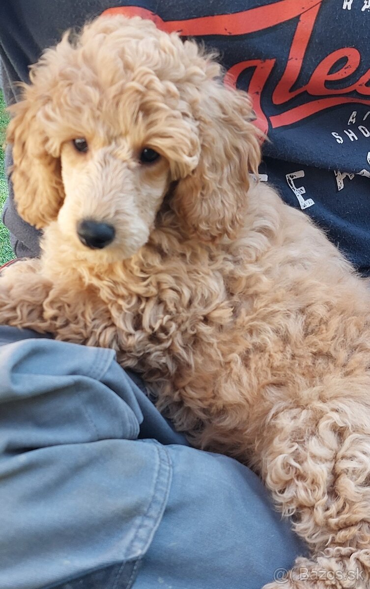 Pudl, pudel, pudlík s PP - 3