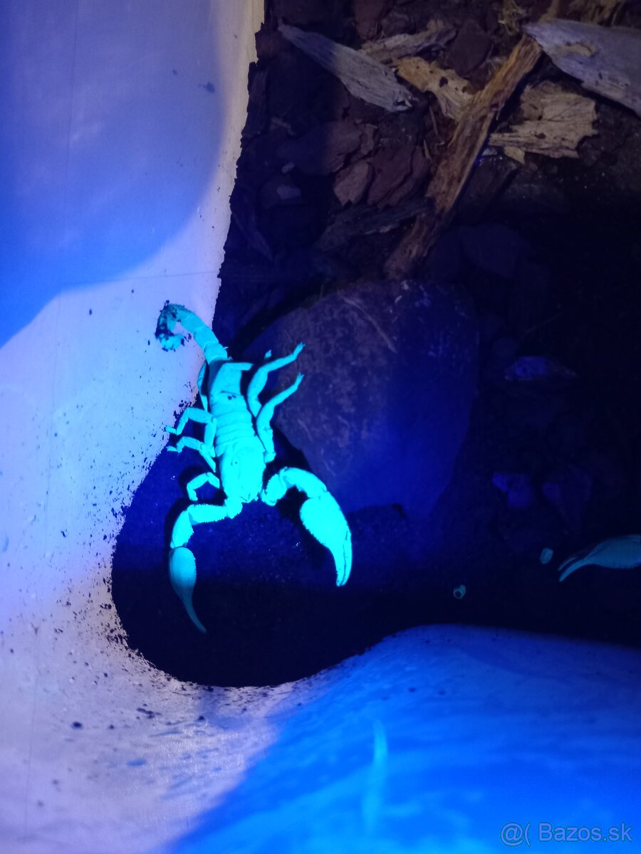 🦂 Škorpión Heterometrus Laoticus 🦂 - 3