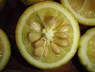 Poncirus trifoliata - 3