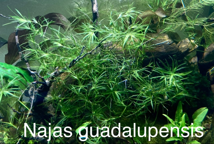 PLÁVAJÚCE AKVÁRIOVÉ a JAZIERKOVÉ RASTLINKY - 3
