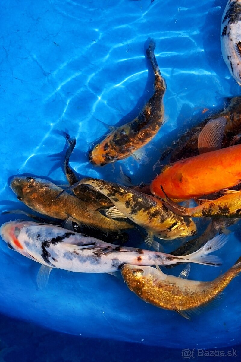 Koi kapre - 3