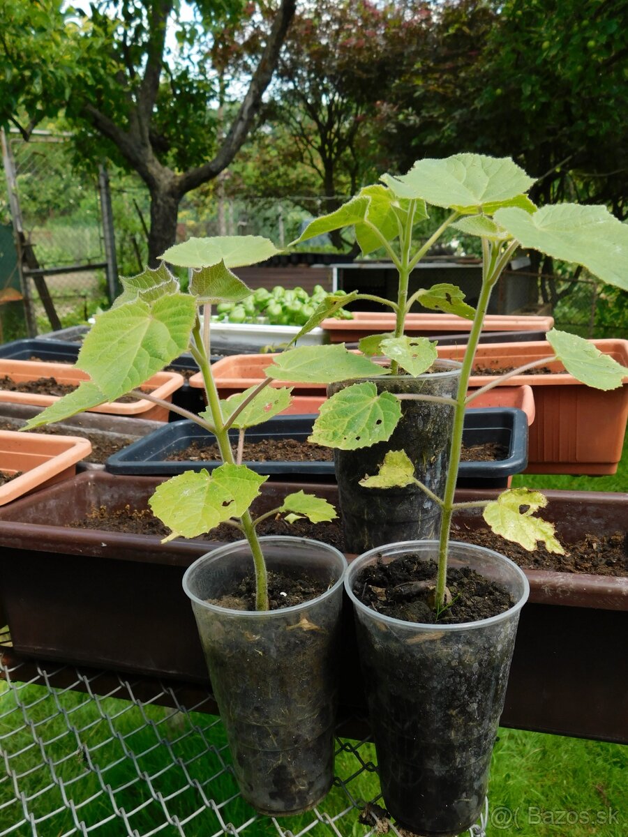 PAULOWNIA - 3