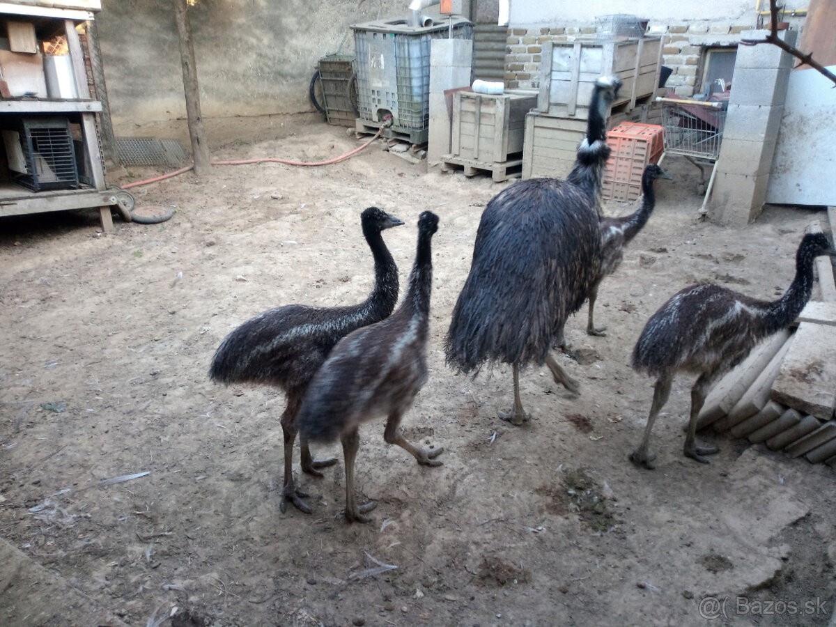 Mláďa EMU hnedého - 3