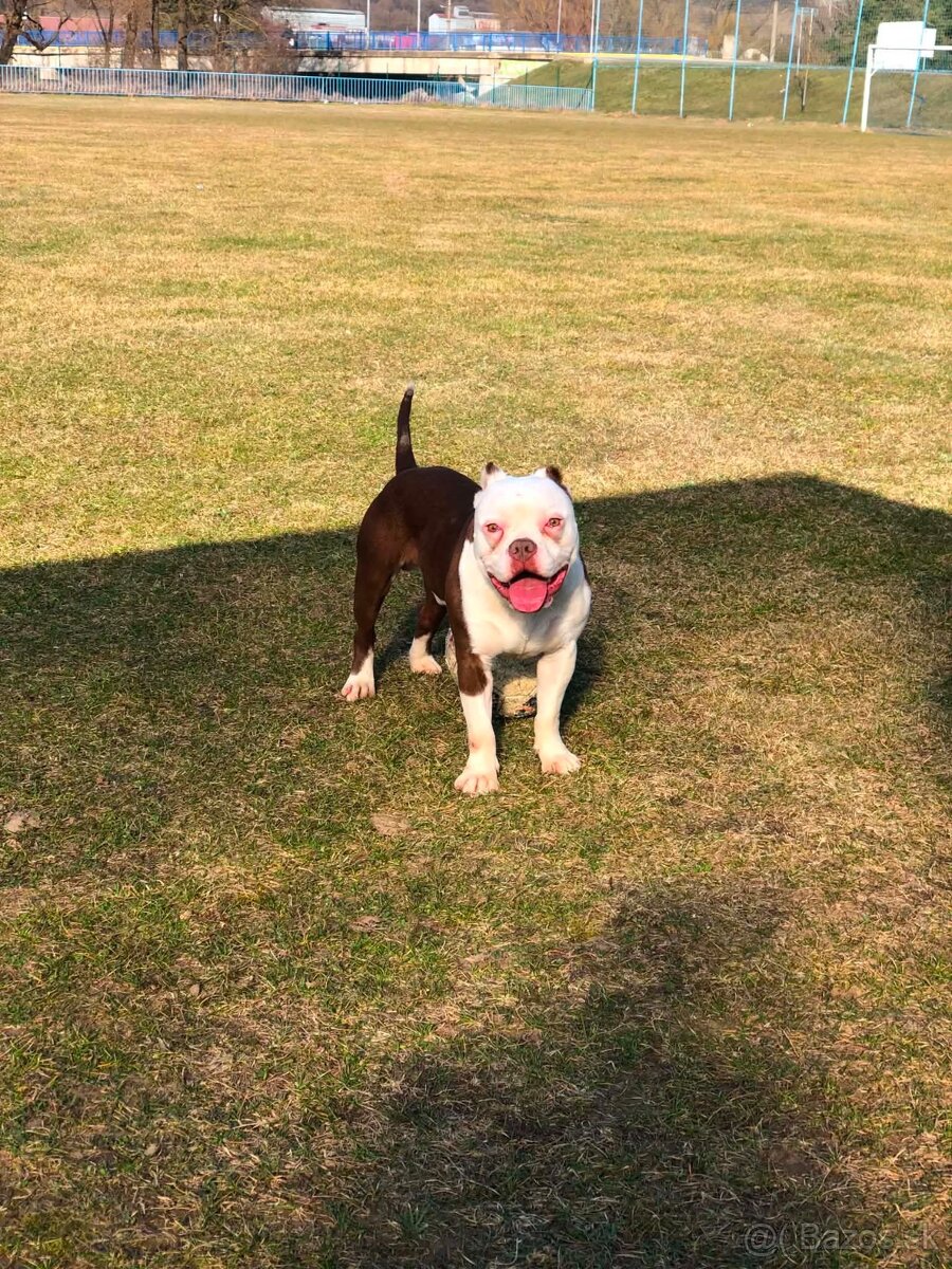 American bully - 3