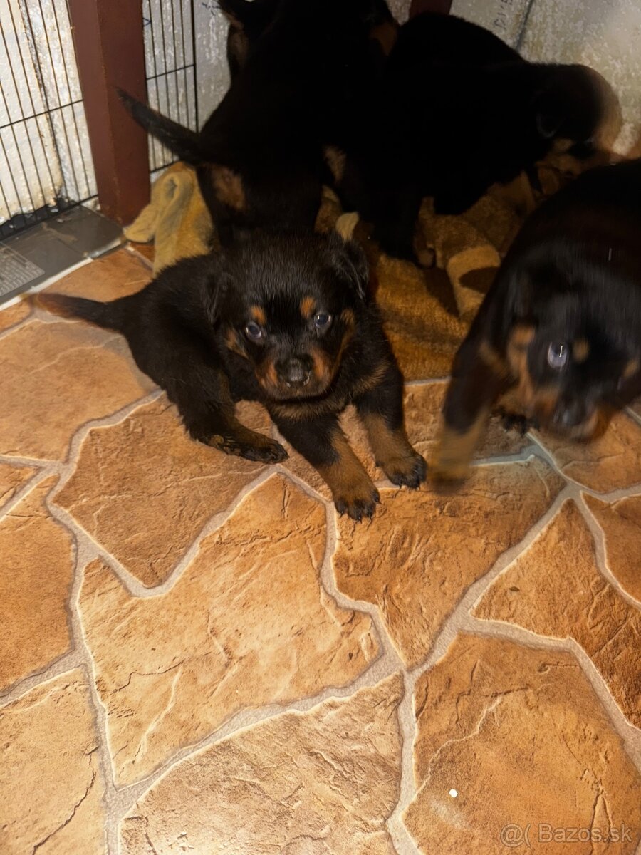 🖤 Rotvajler- Štěňátka Bez PP 🖤 - 3