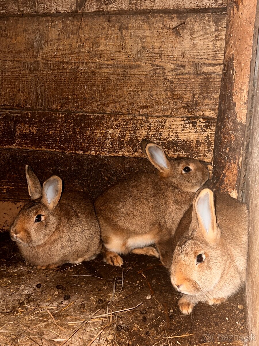 Burgundský X VSS - 3
