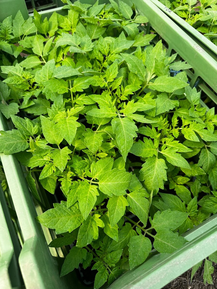 Priesady, planty - 3