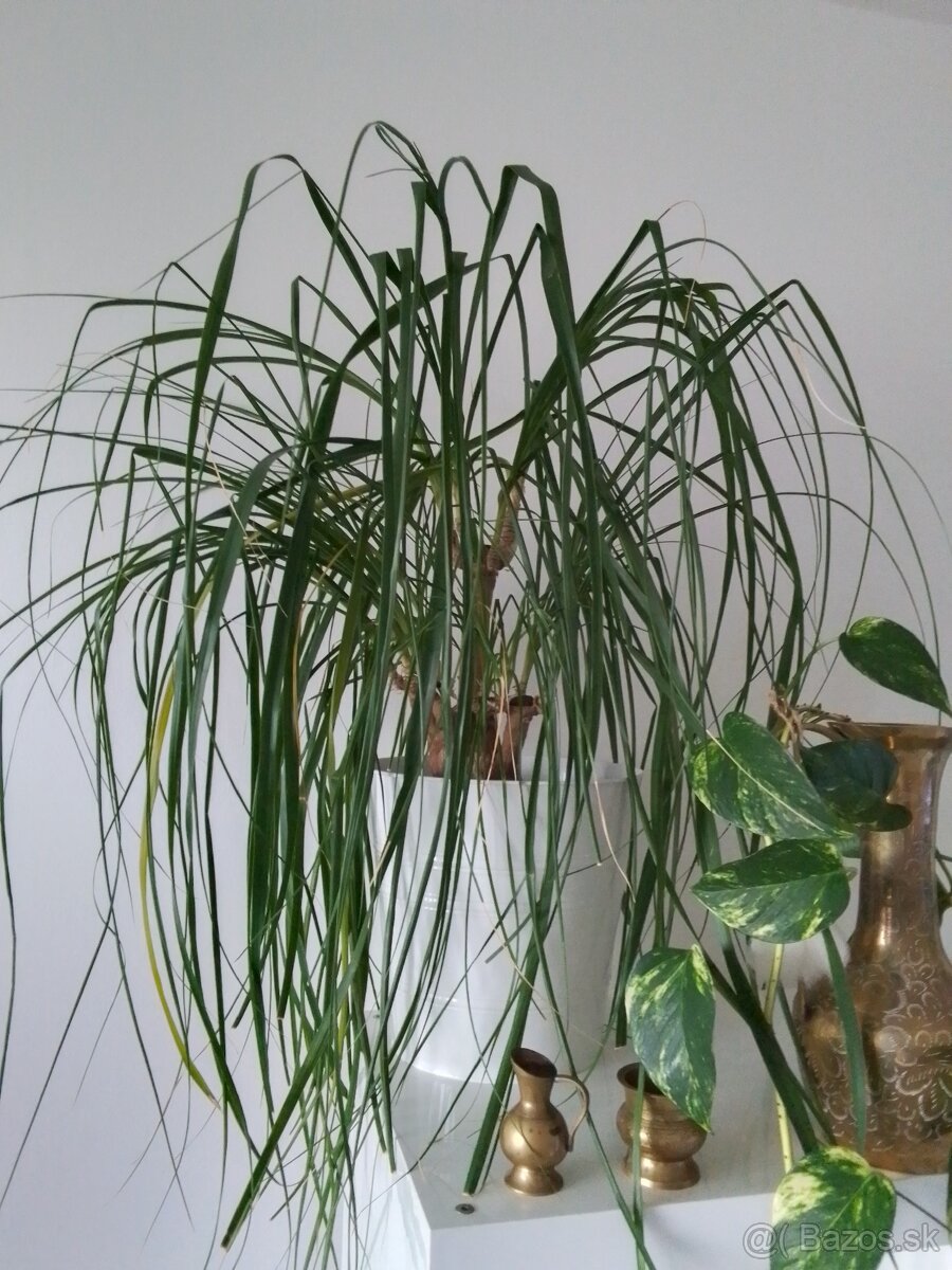 Slonia noha bananovnik kavovnik zamiokulkas fikus yuka - 3